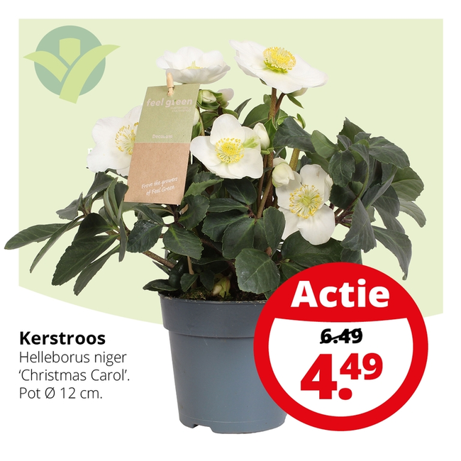 Weekaanbieding: Kerstroos