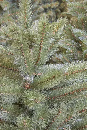 TRIUMPH TREE Kerstboom forest fr d117h215cm grn - afbeelding 2